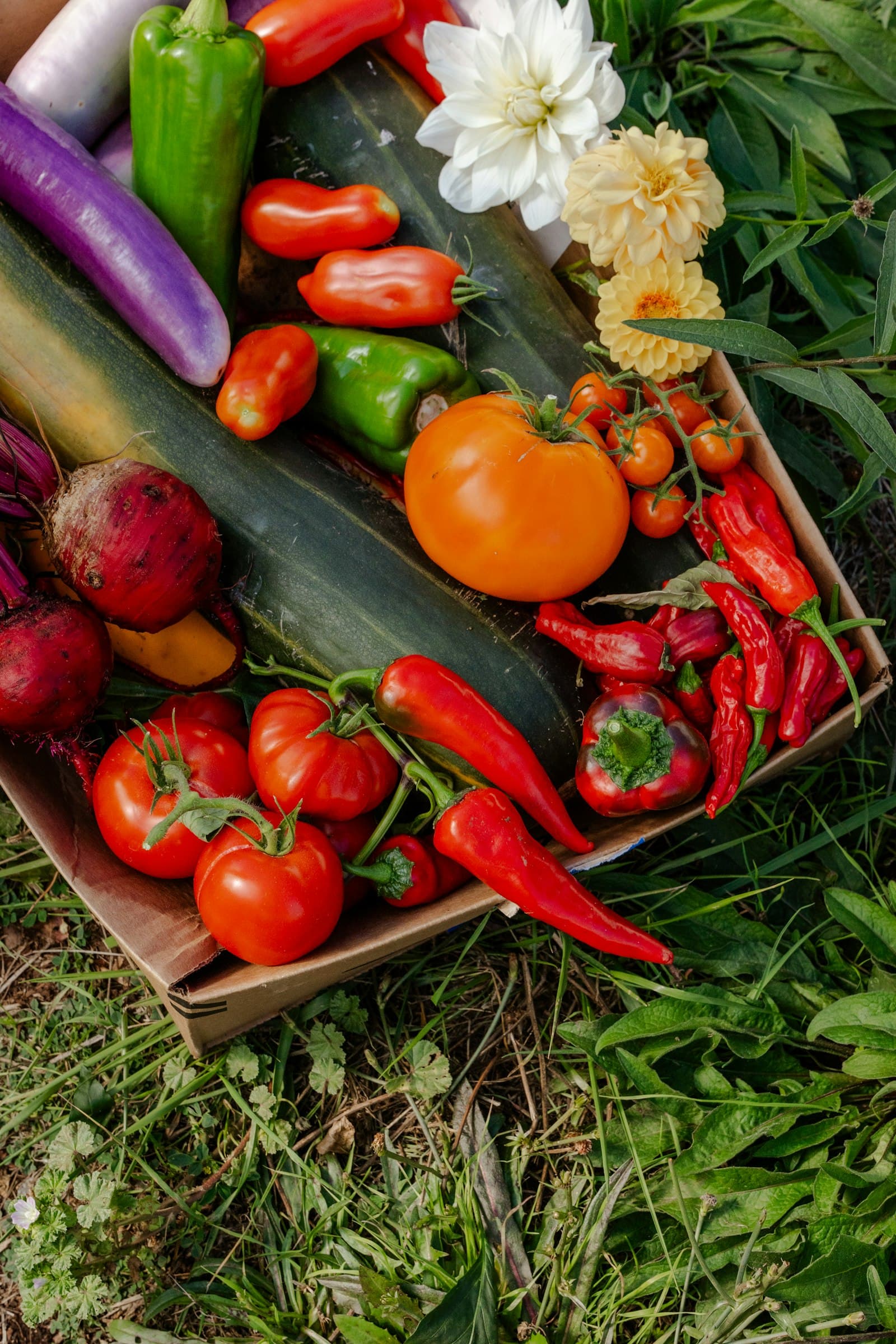 Holzkiste mit Tomaten, roten Chilischoten, Paprika und Auberginen